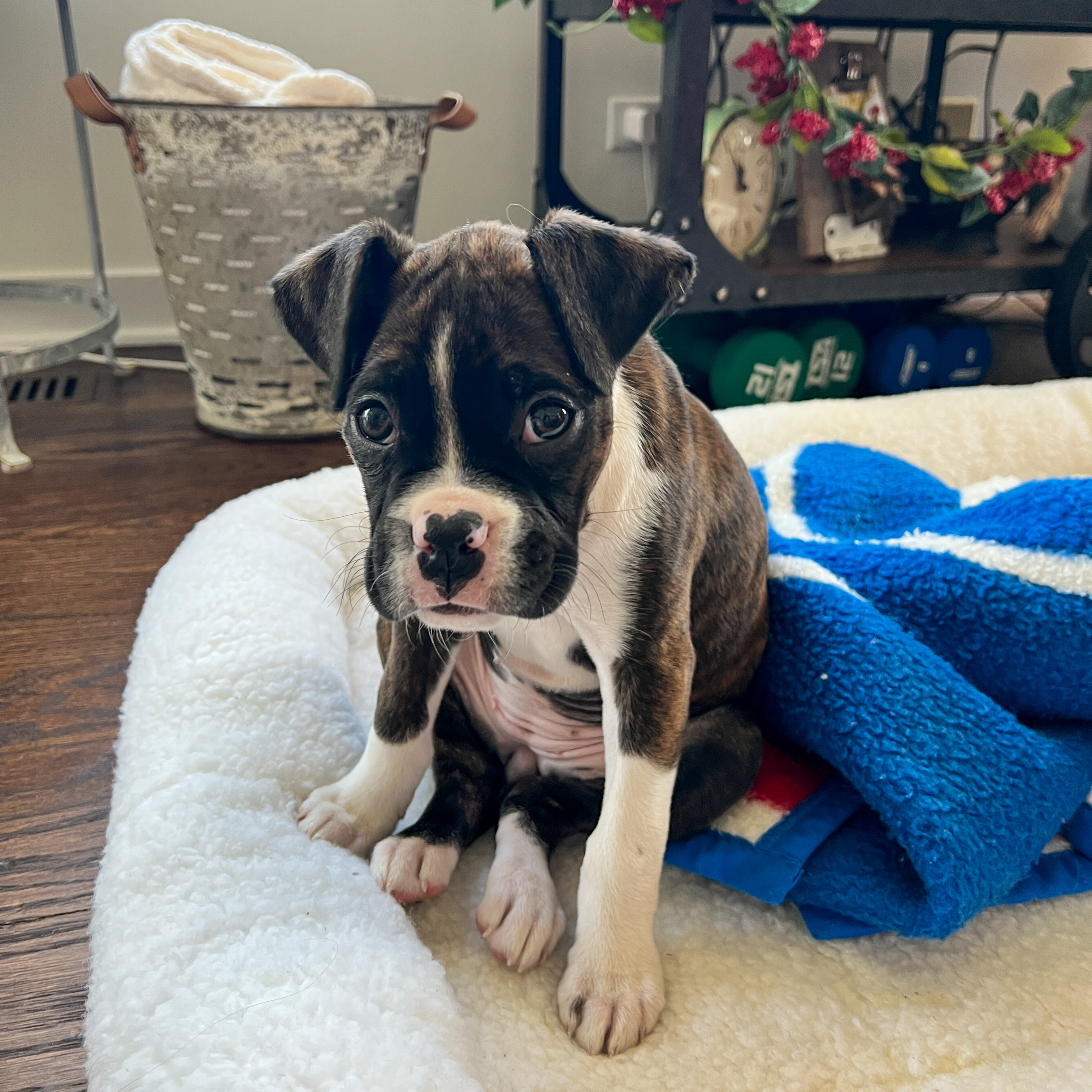 boxer puppy