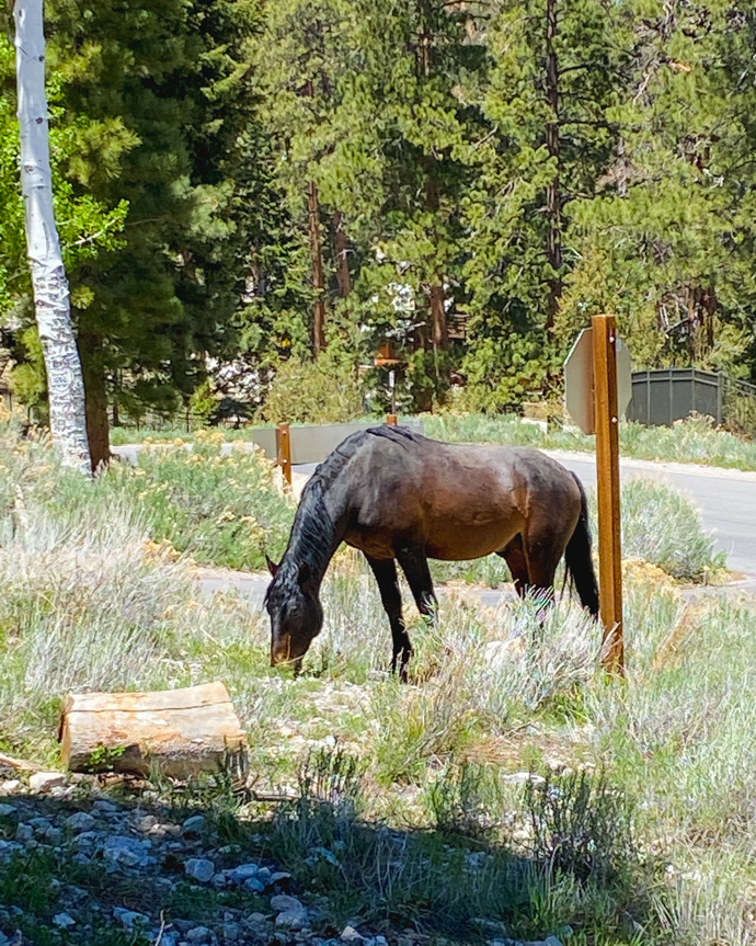 wild horses at Mt Charleston Nevada