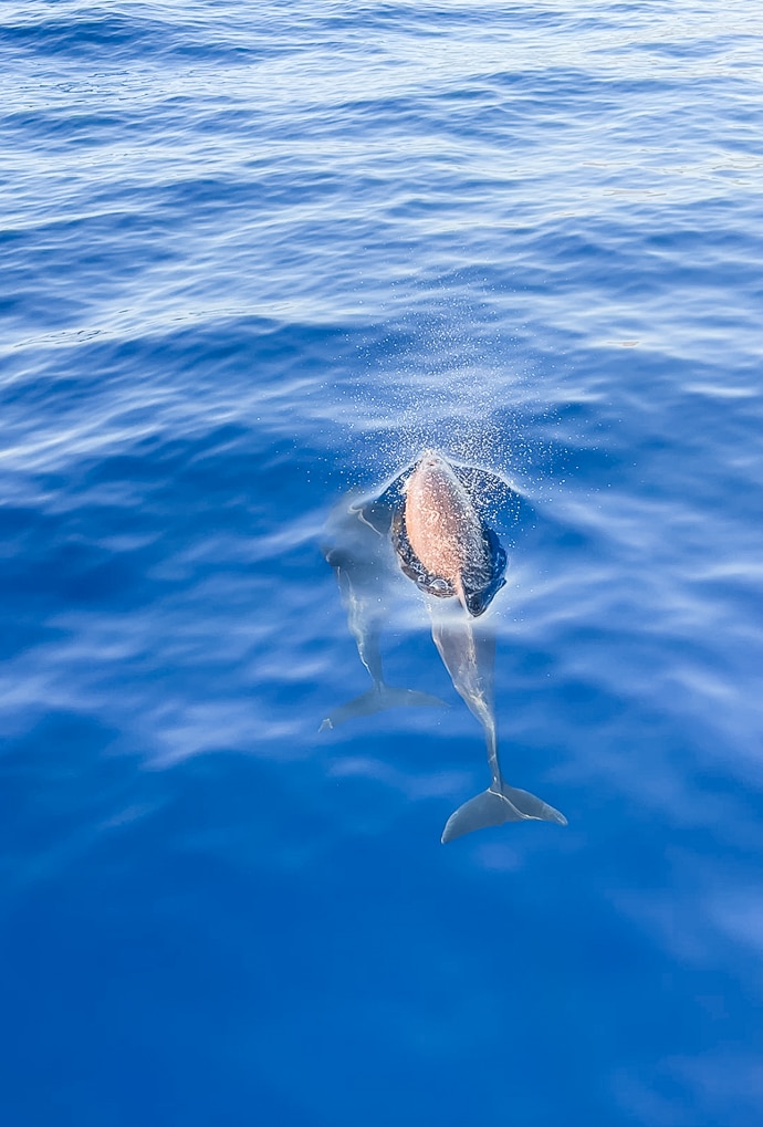 best things to do in Oahu - sunset sail