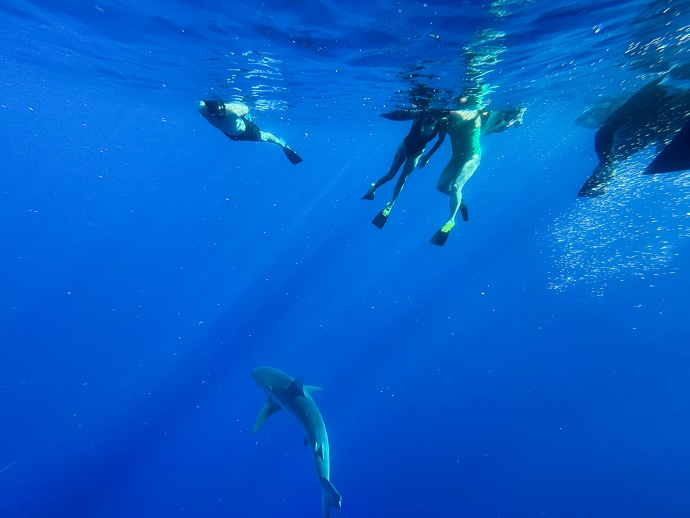 best things to do in Oahu shark dive