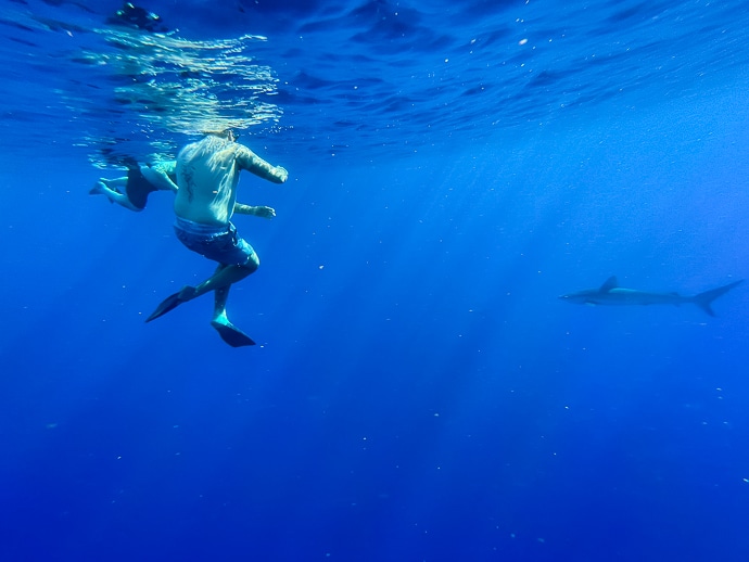 best things to do in Oahu shark dive